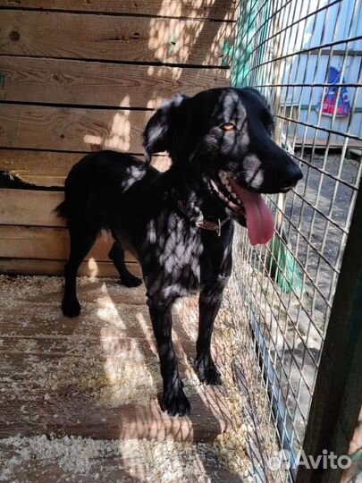 Бывшедомашней собаке из приюта нужен дом