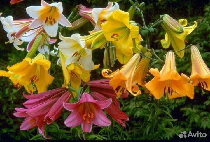 Лилии луковицы