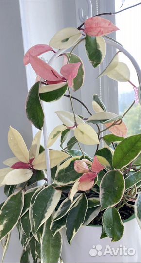 Хойя карноза Кримсон Квин (Krimson Queen)