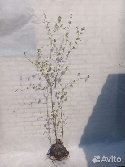 Клен Гиннала