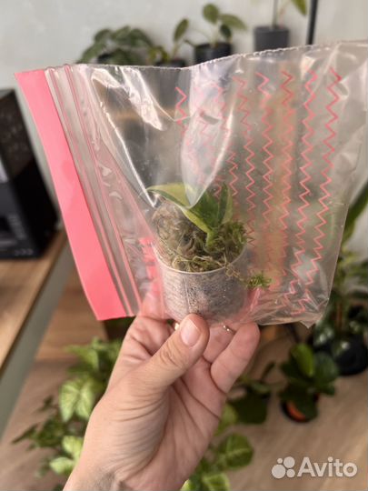 Рафидофора тетрасперма вариегатная