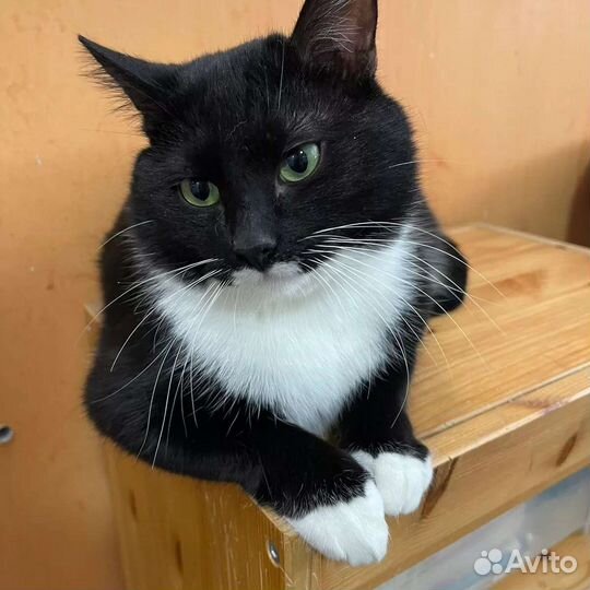 Ласковый кот в добрые руки