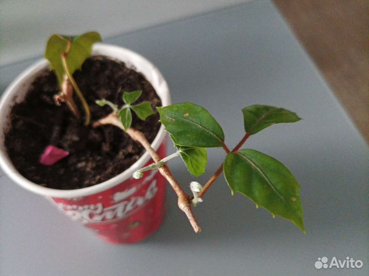 Растения плетистые. Тенивыносливые