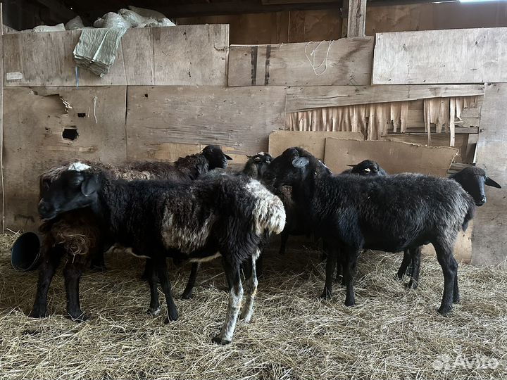 Овцы и бараны