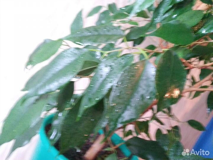 Фикус бенджамина большой