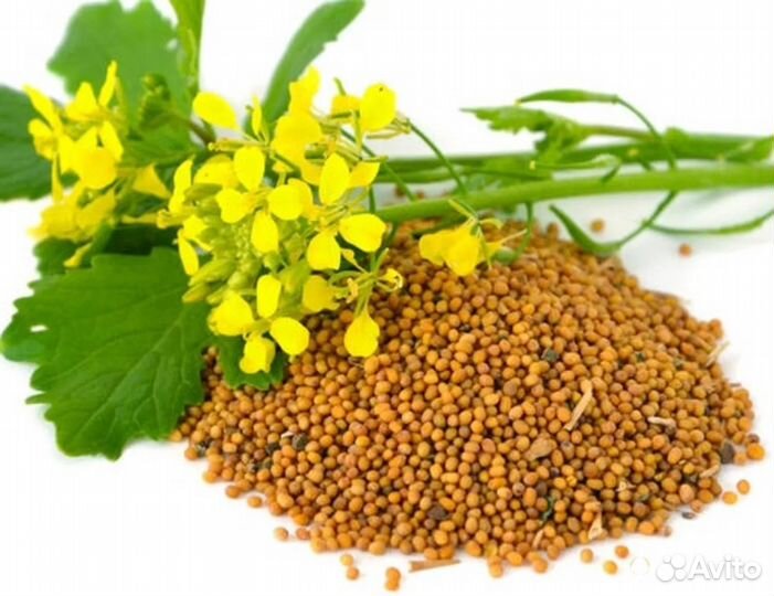 Горчица(семена)