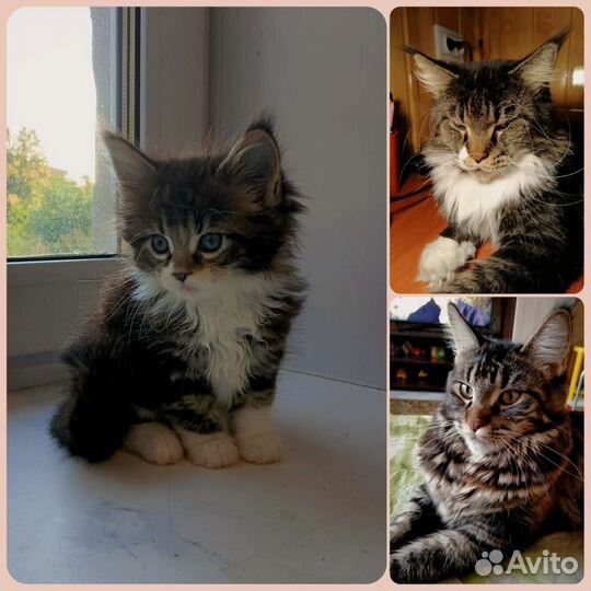 Котята мейн-кун
