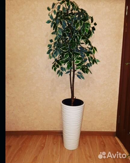 Дендробиум