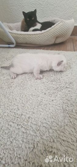 Британские котята серебристая шиншилла