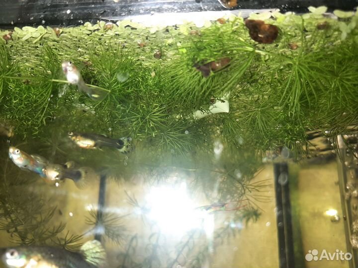 Растения для аквариума