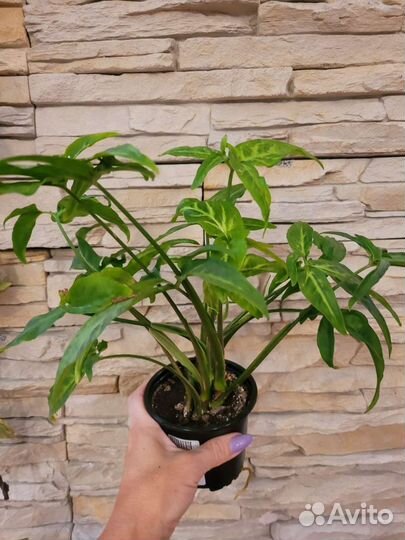 Педилантус, Сингониум