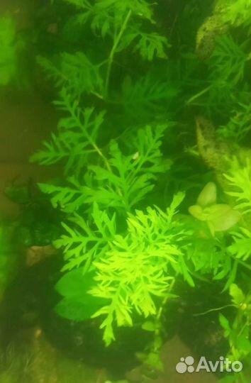 Аквариумное растение