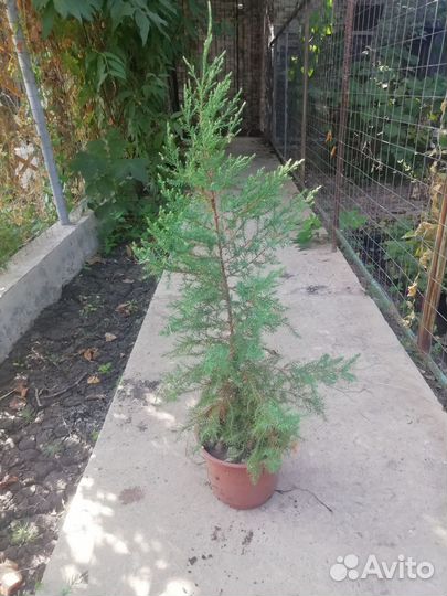 Можжевельник