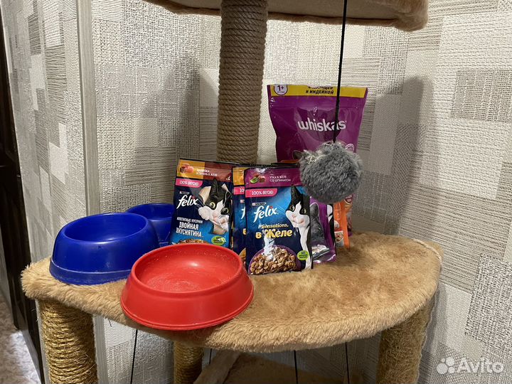 Домик для кошки бесплатно