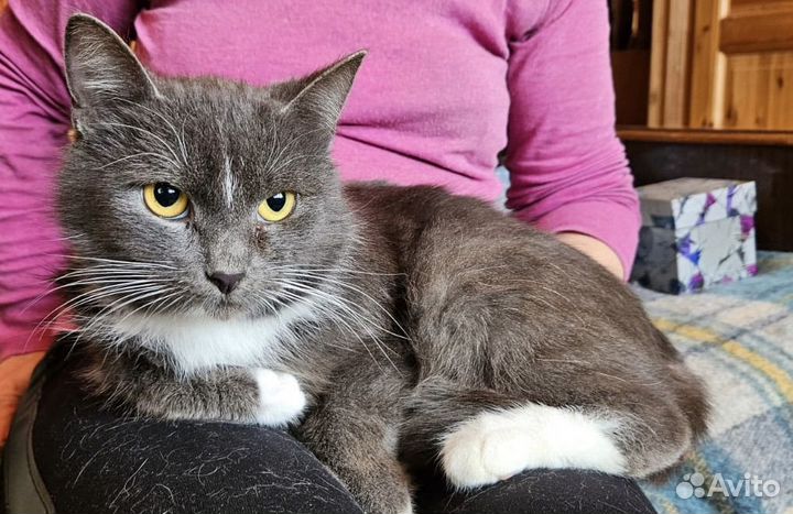 Котик Саймон около годика