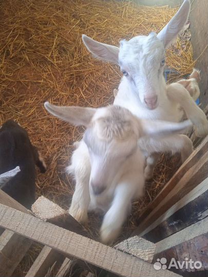 Козлята