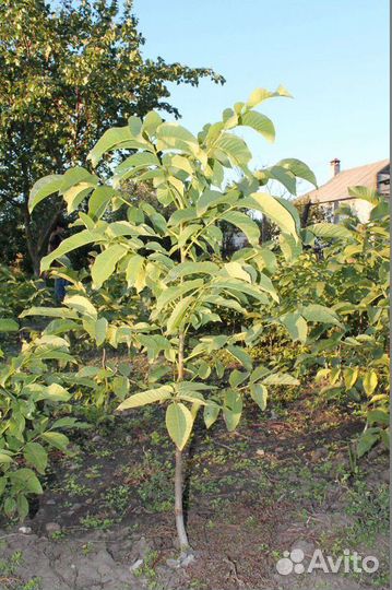 Фундук красный орех, дуб, клён, грецкий орех