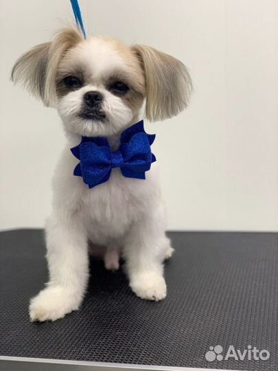 Стрижка собак модели