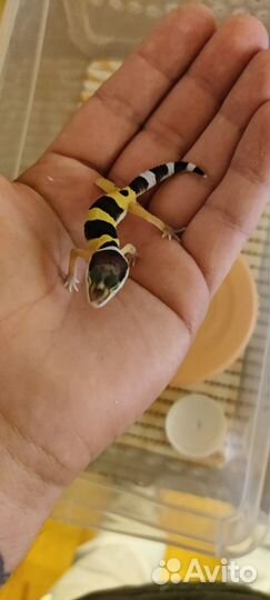 Геккон эублефар