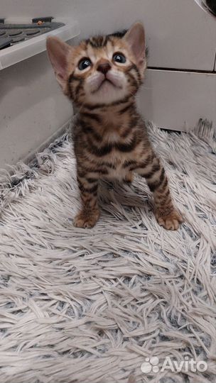 Бенгальские котята