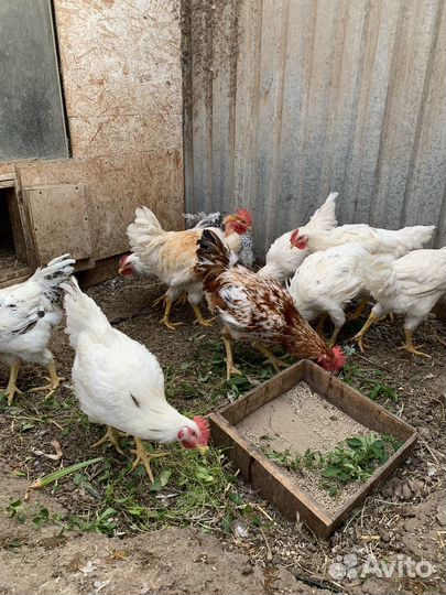 Молодые петухи