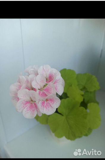 Пеларгония Шёлк Птица