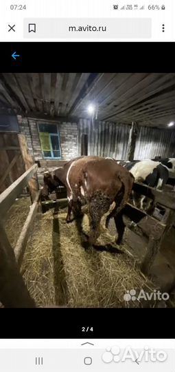 Корова дойная