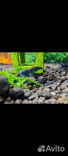 Тигровая Креветка ое