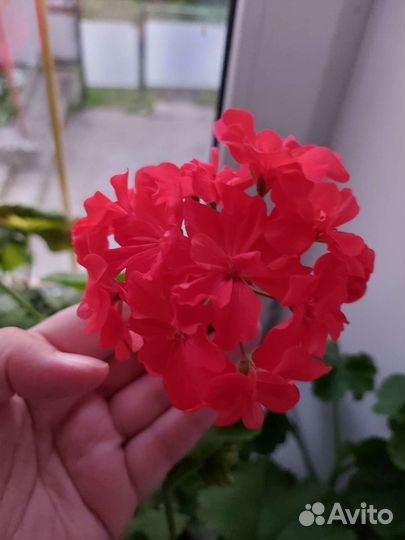 Комнатные цветы пеларгония сортовая