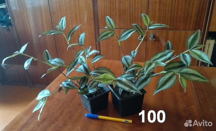 Традесканции