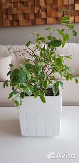 Фикус бенджамина пестролистный
