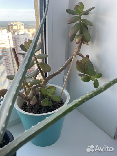 Много растений для дома