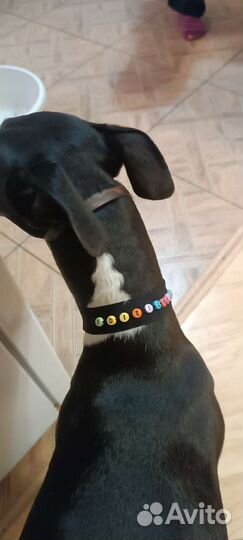 Адрессник для собак и кошек