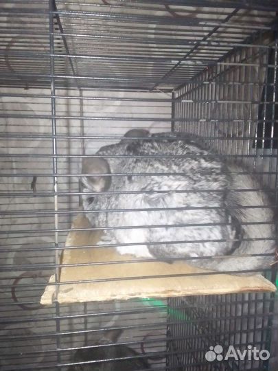 Шиншилла