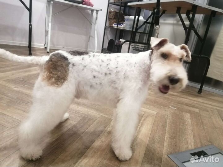 Груминг: стрижка, тримминг, вычес