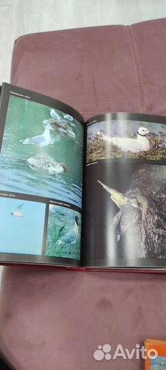 Красная книга