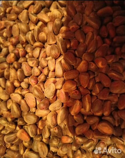 Кедровый орех в скорлупе