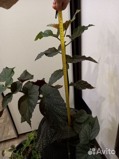 Бегония тростниковая, крылья ангела, пятнистаяя