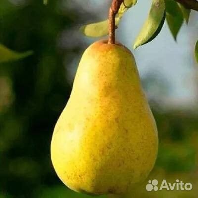 Саженцы груши оптом ва-29 (Айва)