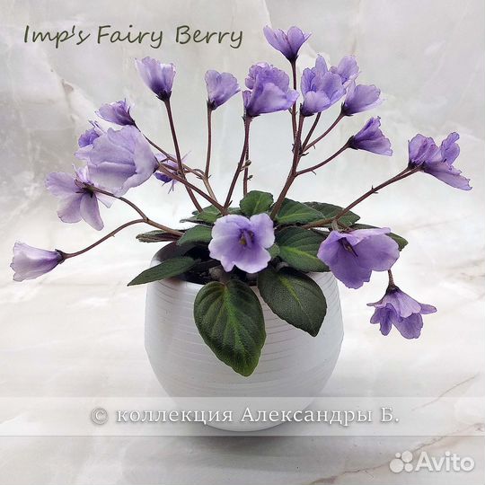 Листы фиалок полумини/мини