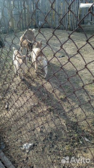 Продам козочек породы альпийская