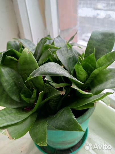 Комнатные цветы