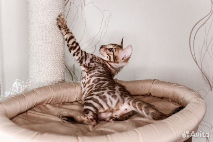 Бенгальские котята