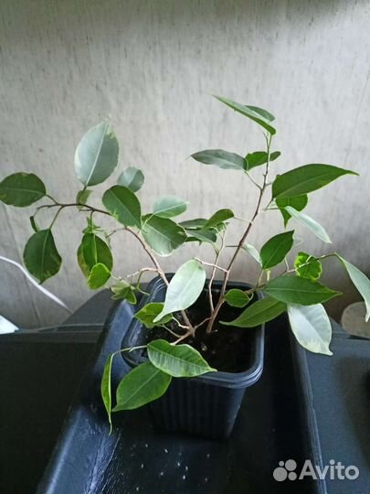 Фикус Бенджамин вариегатный