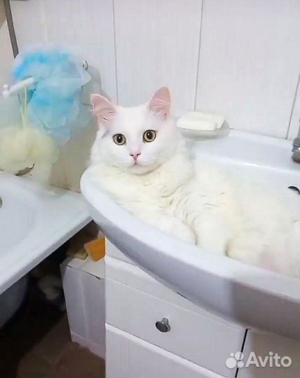 Кошки в добрые руки