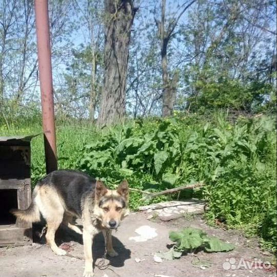 Добрейший песик