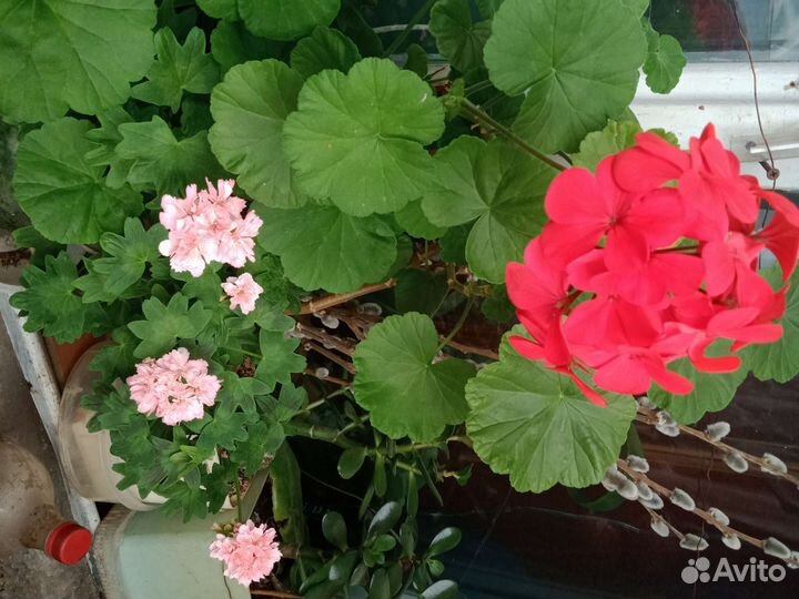 Пеларгония герань