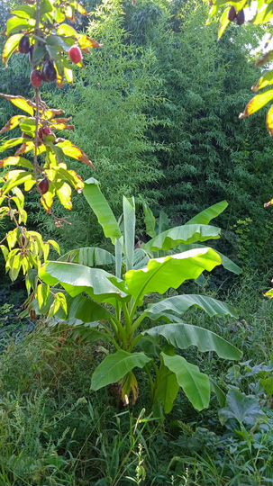 Участок 12 сот. (СНТ, ДНП)