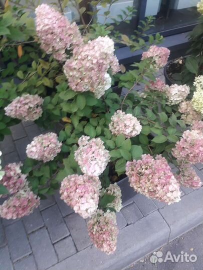 Гортензия, клематисы, саженцы, кусты