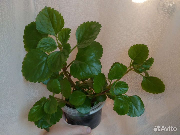 Плектрантус ампельный